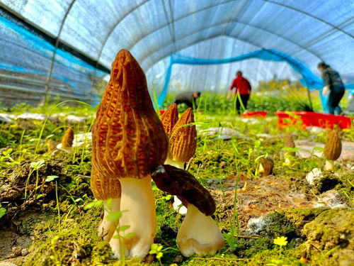 《羊肚菌种植新篇章：揭秘高效益的生态农业技术》