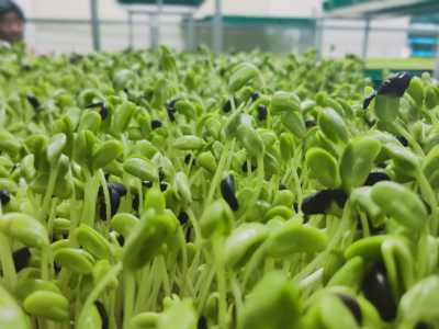 淄博芽苗菜种植技术：绿色农业的崛起之路