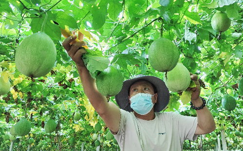 无架瓜蒌种植技术革新：揭秘高效益的秘密武器