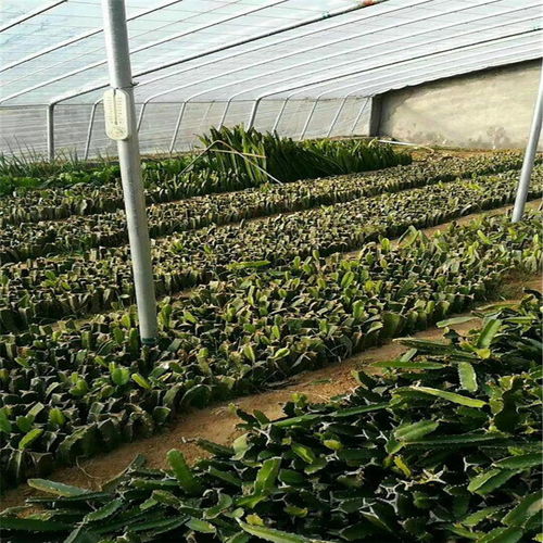 揭秘红火龙果种植奥秘：如何打造高效益的绿色庄园？