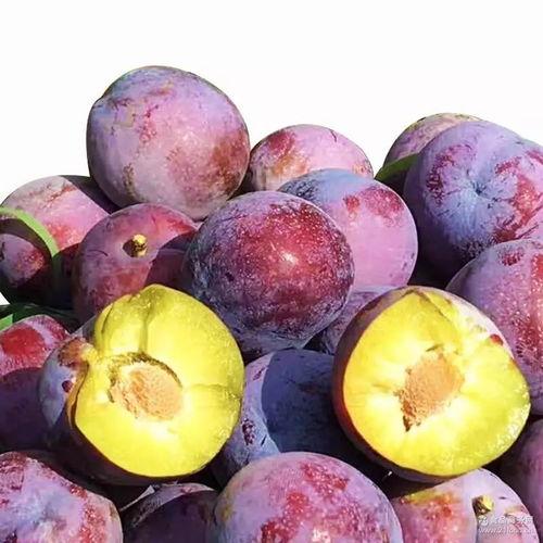 菊红脆桃种植技术揭秘：如何培育出香甜脆嫩的果实？