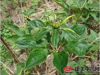 《揭秘重楼种植：掌握这些关键技术，让您的收益翻倍！》