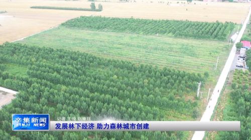 《射干种植：揭秘高效益的绿色之路——种植技术全解析》