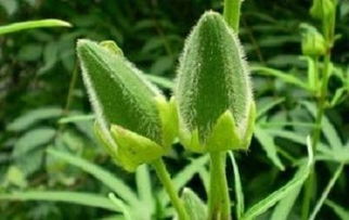 秋葵种植：揭秘高效益背后的技术与管理之道