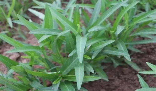 大面积空心菜种植技术：如何实现高产高效？