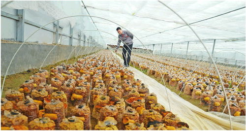 揭秘桑黄种植新篇章：高效、环保、可持续的技术方法