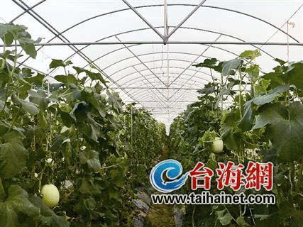 揭秘大棚哈密瓜种植秘籍：如何打造高品质绿色果实？