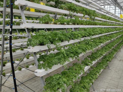 揭秘温室大棚葡萄无土种植技术：高效益的秘密武器？
