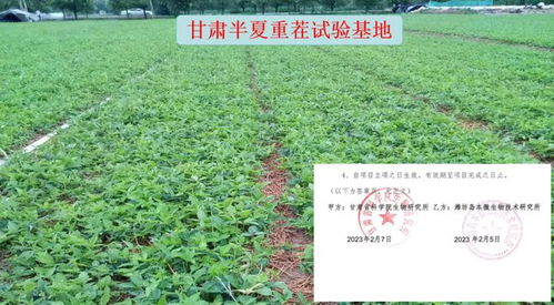 《酵素农业种植：一场农业生产的绿色革命》