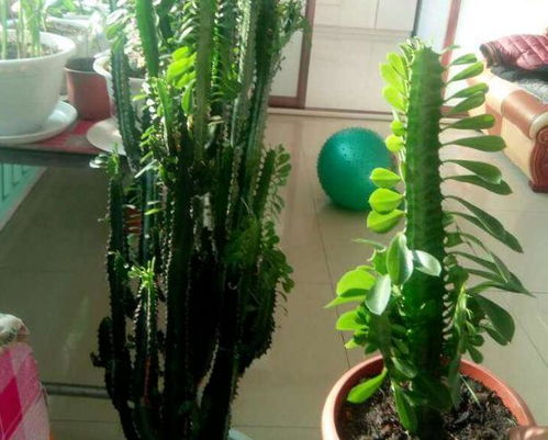 地龙骨种植新篇章：揭秘高效种植技术，开启绿色农业新纪元