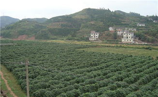 揭秘葛根种植奥秘：如何提高葛根产量与品质？
