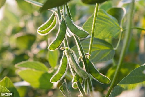 木蝴蝶种植技术揭秘：如何在这片蓝海中乘风破浪？