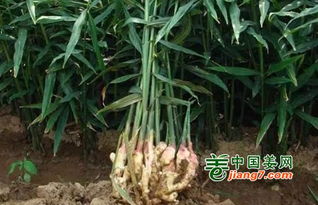 《生姜种植：揭秘高效益的绿色农业之路》