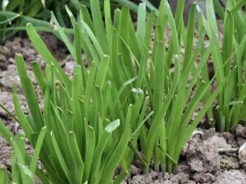 《韭菜种植秘籍：如何高效培育鲜嫩佳肴？》