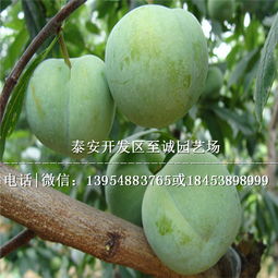 李子树苗种植攻略：如何培育出硕果累累的果实？