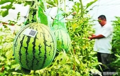 农产品溯源网_溯源农业_溯源农业科技有限公司