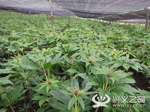 探秘重楼种植技术基地：揭秘高效益药用植物的秘密