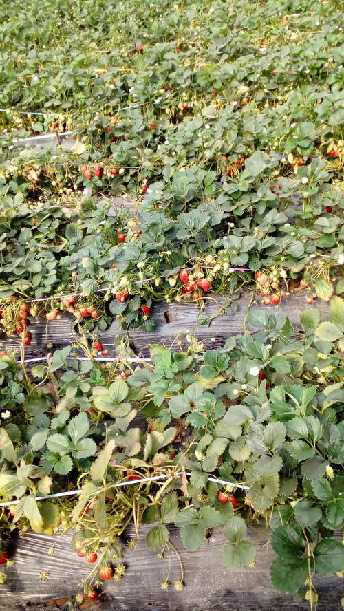 《四季草莓种植技术揭秘：如何实现全年丰收？》