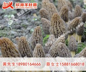 羊肚菌种植新篇章：揭秘高效栽培技术，助力产业升级