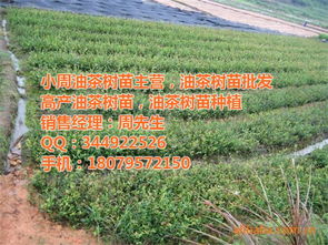 揭秘油茶树种植奥秘：如何提高产量与品质？