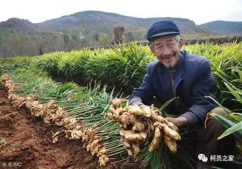 川芎种植技术革新，产量提升之道