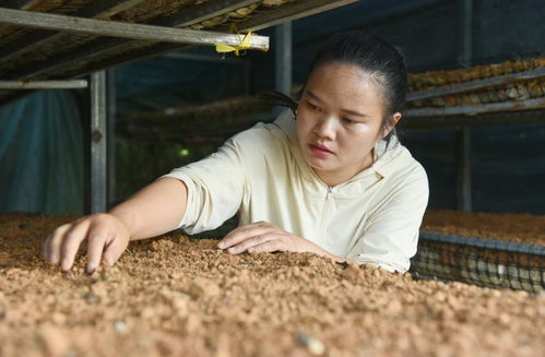 王静平菇种植技术：揭秘高效菇农的秘密武器
