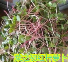 豆芽种植技术培训：揭秘高效益的绿色农业新宠