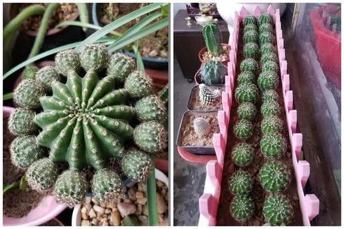 揭秘仙人掌盆栽种植技巧，让您的家居绿植焕发生机！