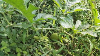 白蔹种植：绿色农业的新星，如何实现高效益？