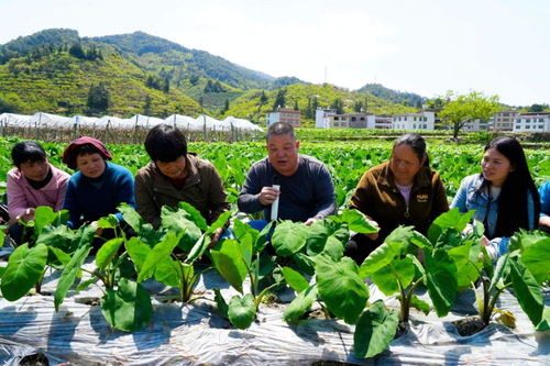 农业种植养殖技术培训：揭秘现代农业高效之路