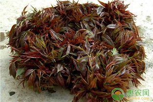 揭秘香椿高产种植秘诀：视频教学助您轻松掌握高效种植技术