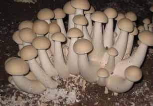 《椴木花菇种植秘籍：揭秘高效种植之道，解锁美味之门！》