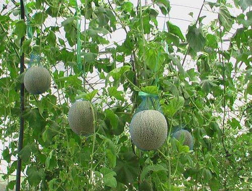 甜瓜种植新篇章：揭秘视频高产种植技术，助力种植户增收