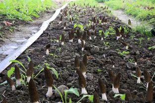 桑黄菌野外种植技术：揭秘天然菌菇的培育奥秘
