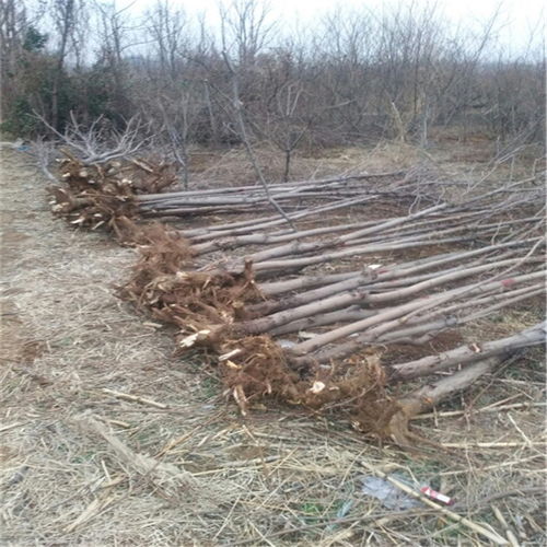 香椿树苗栽培秘籍：如何种出美味与观赏并重的香椿树？