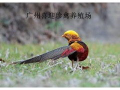 锦鸡养殖技术大全：揭秘高效养殖之道
