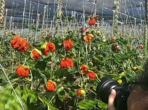 揭秘重楼种子种植奥秘：如何高效培育珍稀药材？