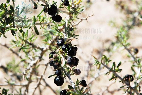 《黑果枸杞种植秘籍：揭秘高效种植技术，开启致富新篇章》