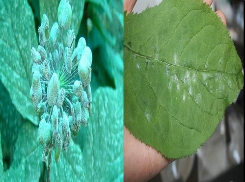 山东人参种植技术革新：揭秘绿色农业的“黄金”之路