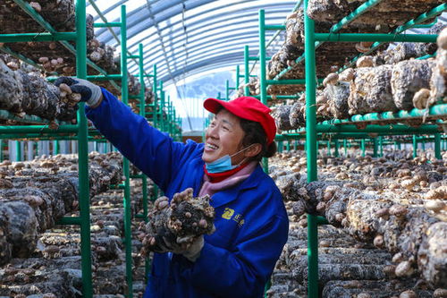 《揭秘花蘑菇种植：技术与市场的双赢之道》