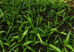白芨种植攻略：揭秘高效益中药材的栽培奥秘