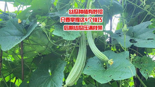 揭秘丝瓜种植：高效益的秘密武器