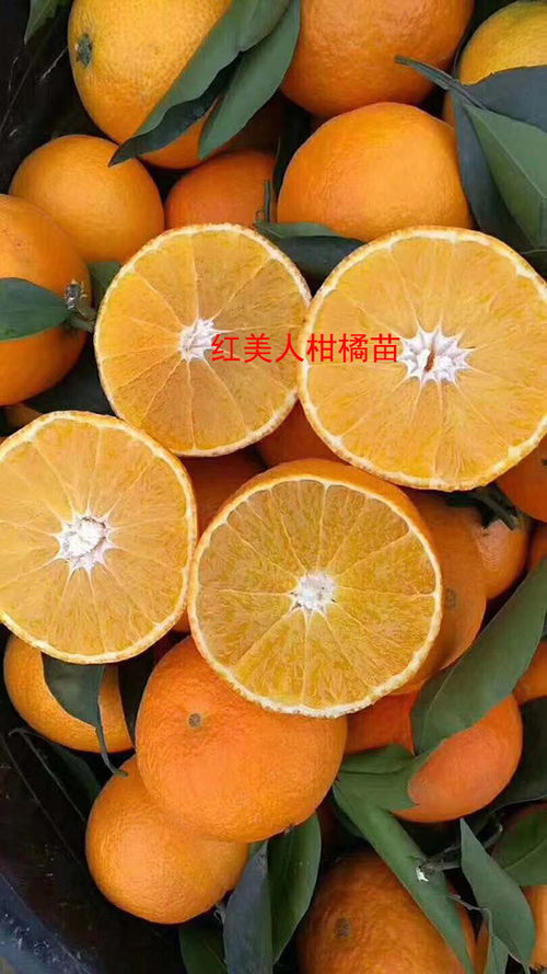 《红美人柑橘苗：揭秘高效种植秘籍，开启绿色致富之门》