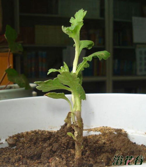 菊花种植，从土壤到收获：揭秘菊花种植全流程技术