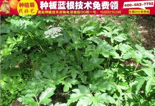 板蓝根种植时机揭秘：把握关键时间，收获丰硕果实！