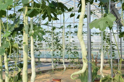 揭秘蛇瓜种植奥秘：高效益的绿色农业新宠儿