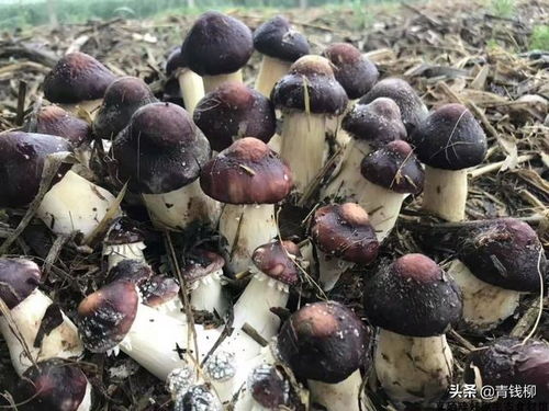 蘑菇种植技术培训：揭秘高效益的菌菇王国