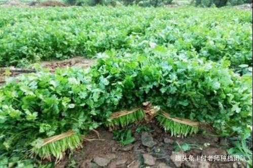香菜种植攻略：从选种到收获，专家带你玩转香脆香菜园