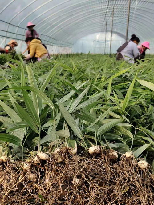 云南多花黄精种植技术揭秘：如何打造绿色财富？