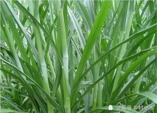 《溧阳白芹新种植技术革新，揭秘高效益背后的秘密》